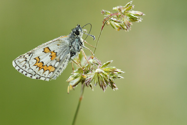 Pyrgus sidae - Yellow Banded Skipper