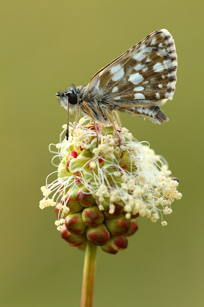 Spialia orbifer - Orbed Red Underwing Skipper