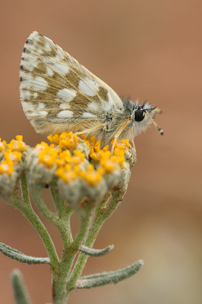 Spialia orbifer - Orbed Red Underwing Skipper