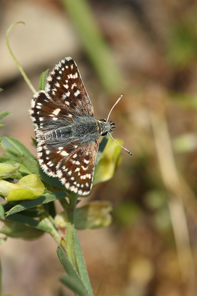Spialia phlomidis - Persian Skipper