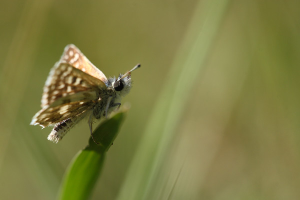 Spialia phlomidis - Persian Skipper