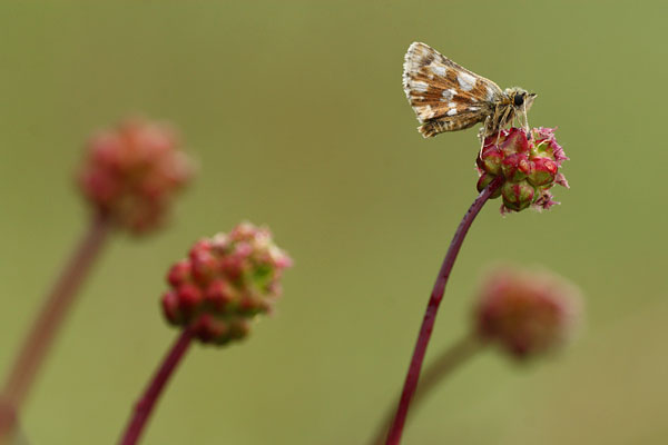 Spialia sertorius - Red Underwing Skipper