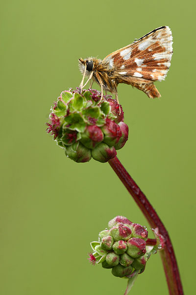 Spialia sertorius - Red Underwing Skipper