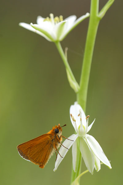 Thymelicus acteon - Lulworth Skipper