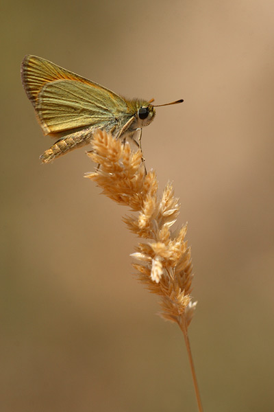 Thymelicus hyrax - Levantine Skipper