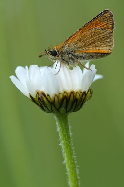 Thymelicus sylvestris - Small Skipper