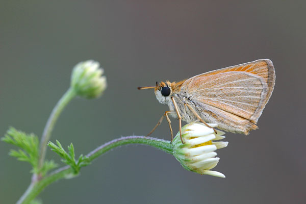 Thymelicus sylvestris - Small Skipper