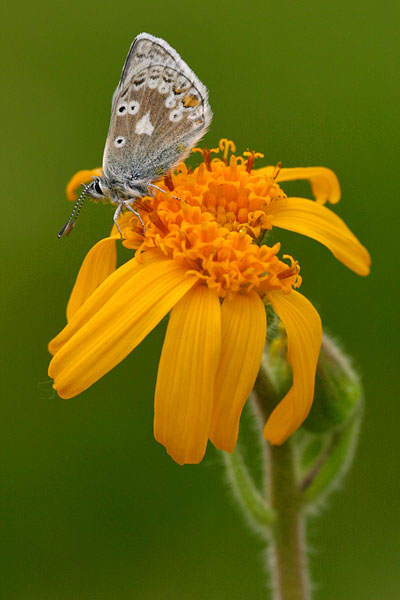 Agriades glandon - Glandon Blue