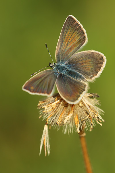 Agrodiaetus damon - Damon Blue