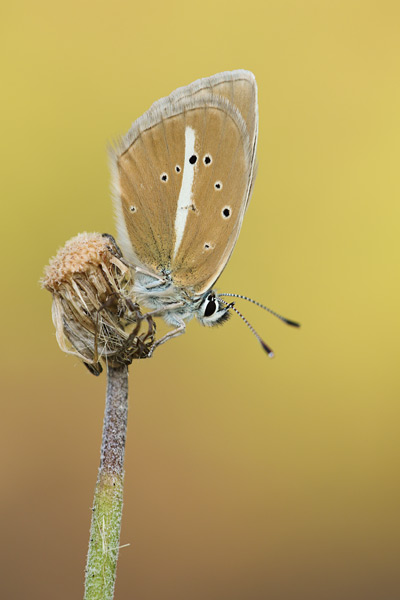 Agrodiaetus damon - Damon Blue