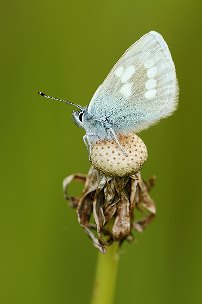 Albulina orbitulus - Alpine Blue