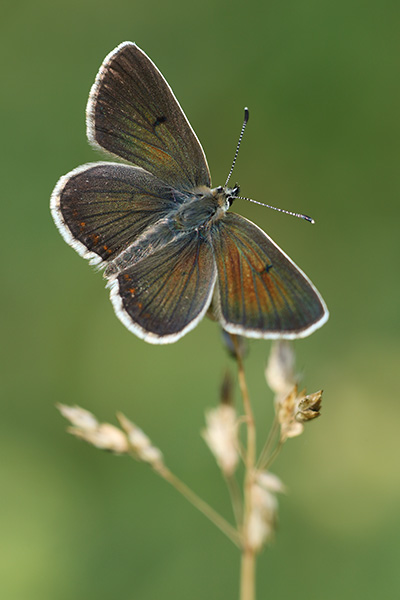 Aricia artaxerxes - Mountain Argus