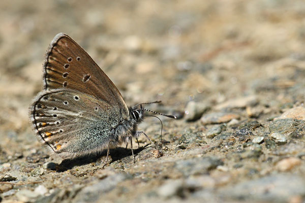 Aricia nicias - Silvery Argus