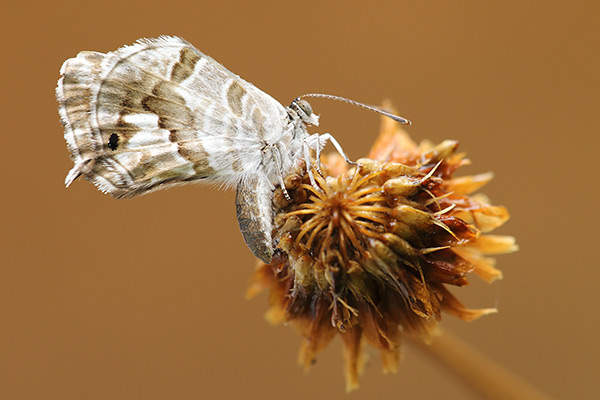 Cacyreus marshalli - Geranium Bronze