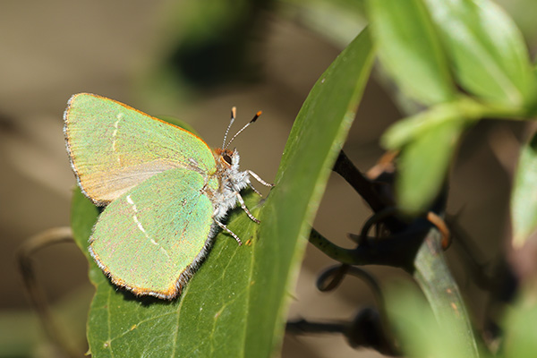 Callophrys avis - Chapman's Green Hairstreak