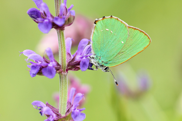 Callophrys rubi - Green Hairstreak