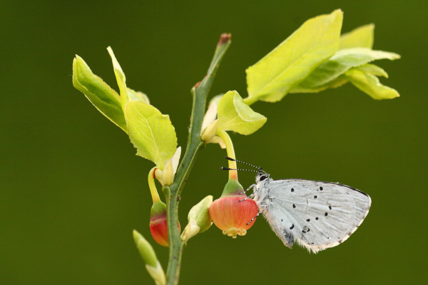 Celastrina argiolus - Holly Blue