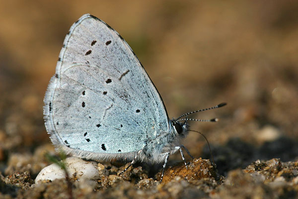 Celastrina argiolus - Holly Blue