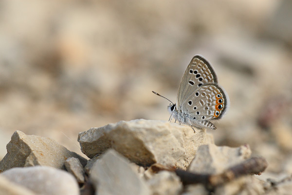 Chilades trochylus - Grass Jewel