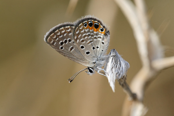 Chilades trochylus - Grass Jewel