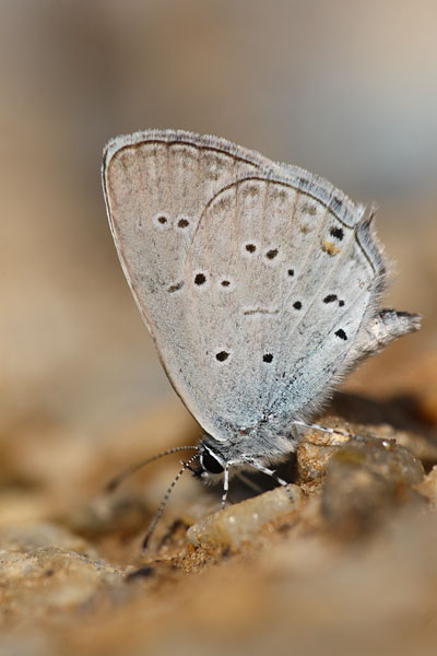 Cupido decolorata - Eastern Short-tailed Blue