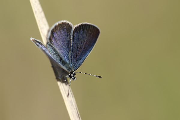 Cupido lorquinii - Lorquin's Blue