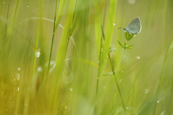 Cupido minimus - Small Blue