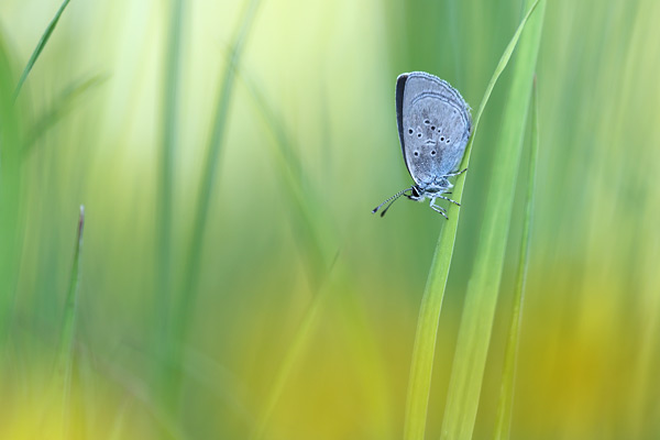 Cupido minimus - Small Blue
