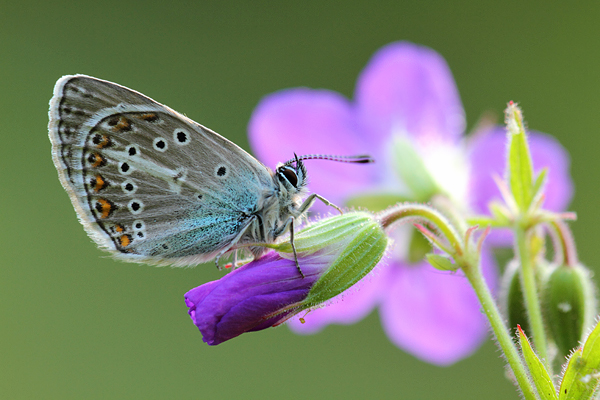 Eumedonia eumedon - Geranium Argus