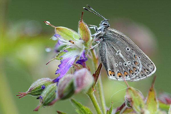 Eumedonia eumedon - Geranium Argus