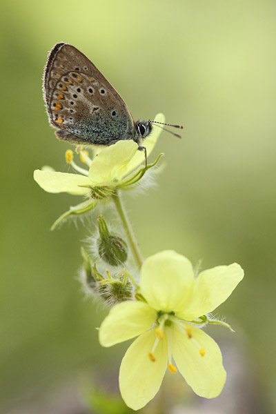 Eumedonia eumedon - Geranium Argus