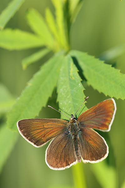 Eumedonia eumedon - Geranium Argus