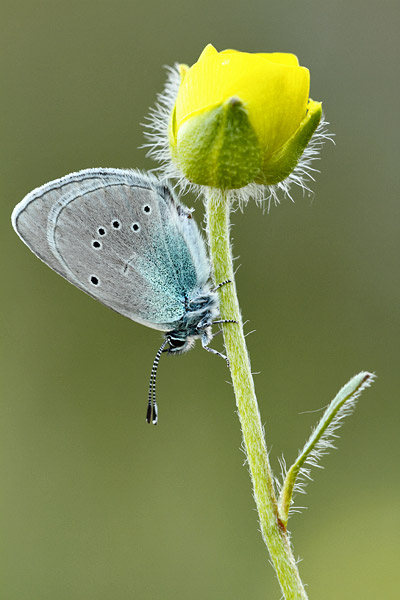 Glaucopsyche alexis - Green Underside Blue