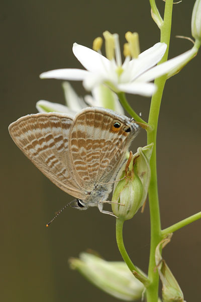 Lampides boeticus - Long Tailed Blue