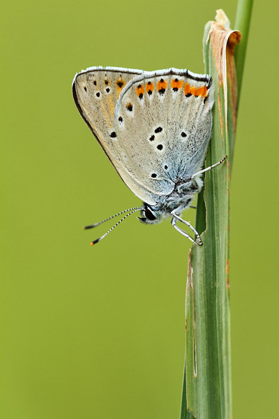 Lycaena alciphron - Purple-shot Copper