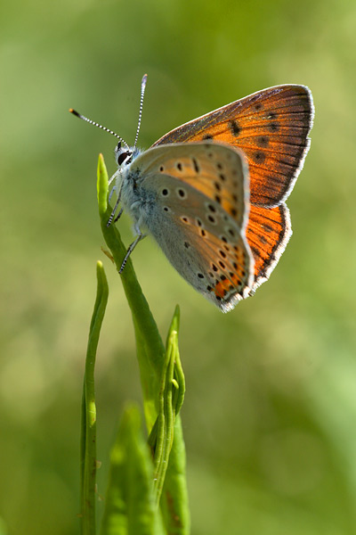 Lycaena alciphron - Purple-shot Copper