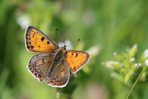 Lycaena bleusei - Iberian Sooty Copper
