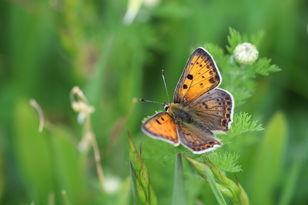 Lycaena bleusei - Iberian Sooty Copper