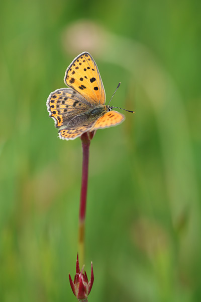 Lycaena bleusei - Iberian Sooty Copper