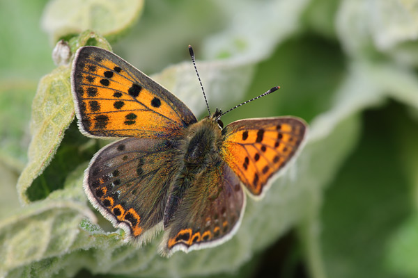 Lycaena bleusei - Iberian Sooty Copper
