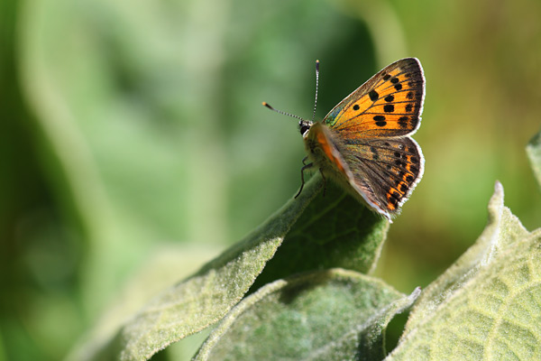 Lycaena bleusei - Iberian Sooty Copper