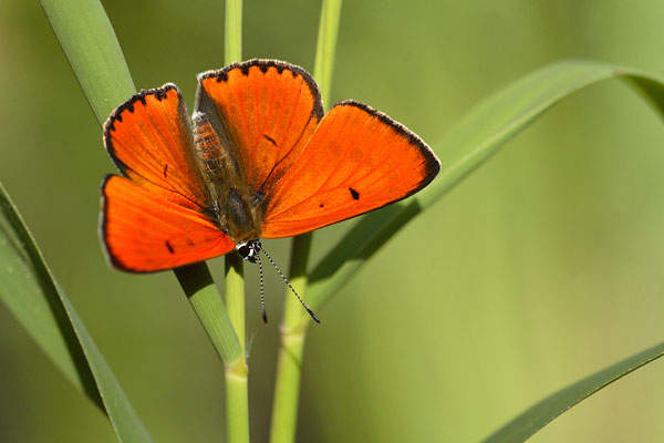 Lycaena dispar - Large Copper