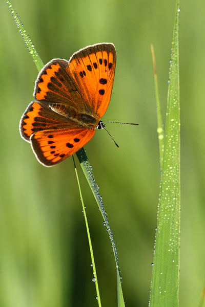 Lycaena dispar - Large Copper