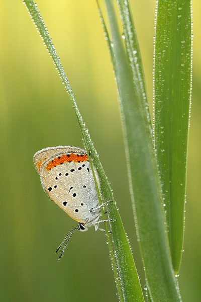 Lycaena dispar - Large Copper