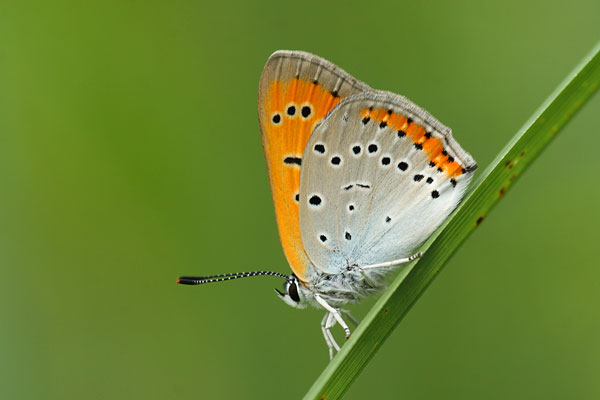 Lycaena dispar - Large Copper