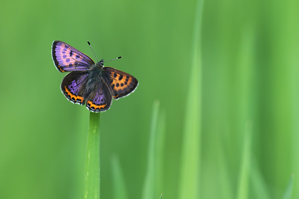 Lycaena helle - Violet Copper