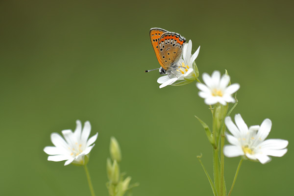 Lycaena helle - Violet Copper