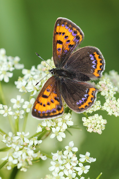 Lycaena helle - Violet Copper