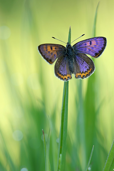 Lycaena helle - Violet Copper