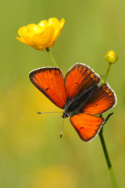 Lycaena hippothoes - Purple-edged Copper